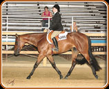 Paint Hunter Under Saddle Horse