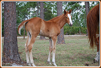 2009 Ultimate Charisma Colt