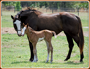 Gene Gage 2011 Colt